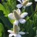 Анемопсис калифорнийский (купить Anemopsis californica)