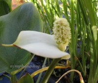 Белокрыльник болотный (купить Calla palustris)