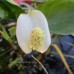 Белокрыльник болотный (купить Calla palustris)