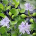 Эйхорния толстоножковая, водяной гиацинт (купить Eichhornia crassipes) 