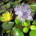 Эйхорния толстоножковая, водяной гиацинт (купить Eichhornia crassipes) 