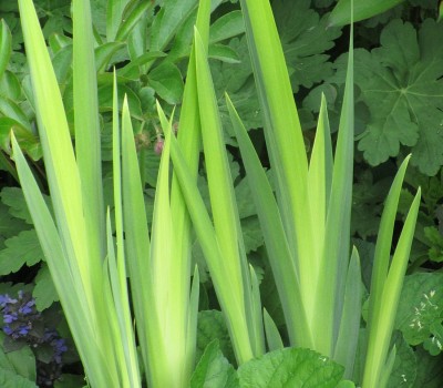 Ирис болотный, аировидный  Вариегата  (Купить iris pseudacorus Variegata) 