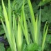 Ирис болотный, аировидный  Вариегата  (Купить iris pseudacorus Variegata) 