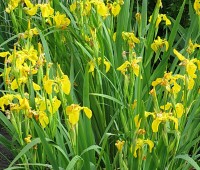 Ирис болотный, аировидный (Купить Iris pseudacorus) 