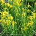 Ирис болотный, аировидный (Купить Iris pseudacorus) 