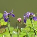 Ирис робуста Gerald Derby (купить Iris robusta  'Gerald Darby')