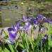 Ирис робуста Gerald Derby (купить Iris robusta  'Gerald Darby')