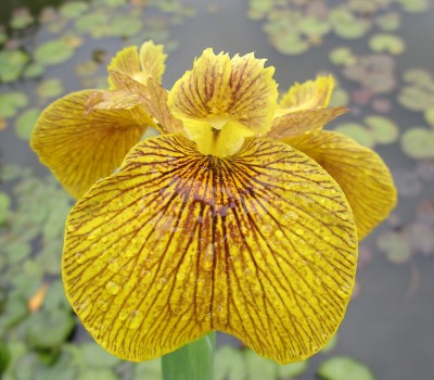 Ирис болотный  "Roy Davidson" (Купить Iris pseudacorus Рой Дэвидсон)