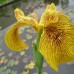 Ирис болотный  "Roy Davidson" (Купить Iris pseudacorus Рой Дэвидсон)