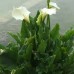Калла эфиопская, или  зантедеския эфиопская (купить  Calla aethiopica, Zantedeschia aethiopica) 