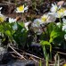 Калужница болотная Альба (купить Сaltha palustris Alba)