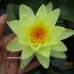 Нимфея Marliacea Chromatella (купить кувшинку, водяную лилию Марлиака Хромателла)