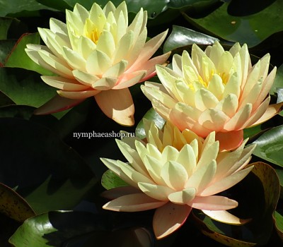Нимфея Peace Lily  (купить кувшинку, водяную лилию Мир Лилии)