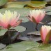 Нимфея Peace Lily  (купить кувшинку, водяную лилию Мир Лилии)