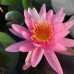 Нимфея Pink Dawn  (купить кувшинку, водяную лилию Пинк Даун )