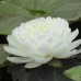 Нимфея White 1000 Petals (купить кувшинку, водяную лилию 1000 белых лепестков)