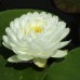 Нимфея White 1000 Petals (купить кувшинку, водяную лилию 1000 белых лепестков)