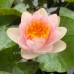 Нимфея Chrysantha (купить кувшинку, водяную лилию Хризанта)