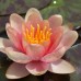 Нимфея Chrysantha (купить кувшинку, водяную лилию Хризанта)