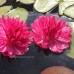 Нимфея Fuchsia Pom Pom  ( Купить кувшинку, водяную лилию Фуксия Пом Пом)