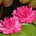 Нимфея Fuchsia Pom Pom  ( Купить кувшинку, водяную лилию Фуксия Пом Пом)