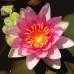 Нимфея Laydekeri Rosea Prolifera (купить кувшинку, водяную лилию Лайдекери Розеа Пролифера)