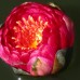 Нимфея Manee Red (купить кувшинку, водяную лилию Мане Ред)