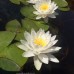 Нимфея Odorata Alba (купить кувшинку, водяную лилию Одората Альба)