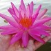 Нимфея Pink Silk (купить кувшинку, водяную лилию Розовый шелк)