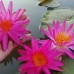 Нимфея Pink Silk (купить кувшинку, водяную лилию Розовый шелк)