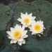 Нимфея Pygmaea Alba (купить кувшинку, водяную лилию Пигмея Альба). 