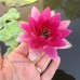 Нимфея Pygmaea Rubra (купить кувшинку, водяную лилию Пигмея Рубра)