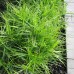 Осока пальмолистная (купить Carex muskingumensis)