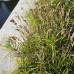 Осока пальмолистная (купить Carex muskingumensis)