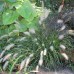 Пеннисетум лисохвостный  (купить Pennisetum alopecuroides)