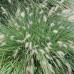 Пеннисетум лисохвостный  (купить Pennisetum alopecuroides)