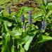  Понтедерия сердцелистная (купить Pontederia cordata) 