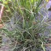 Ситник развесистый Спиралис (купить Juncus effusus Spiralis)