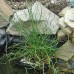 Ситник развесистый Спиралис (купить Juncus effusus Spiralis)