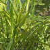 Тростник обыкновенный  Variegatus  (купить Phragmites australis 'Variegatus' )