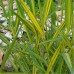 Тростник обыкновенный  Variegatus  (купить Phragmites australis 'Variegatus' )