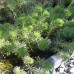 Уруть водная (купить  Myriophyllum proserpinacoides)