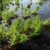 Уруть водная (купить  Myriophyllum proserpinacoides)